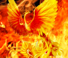 mơ thấy phượng hoàng
